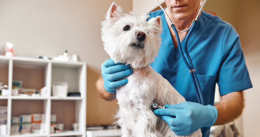 Cyfrowa transformacja opieki nad zwierzętami: medycyna online w praktyce